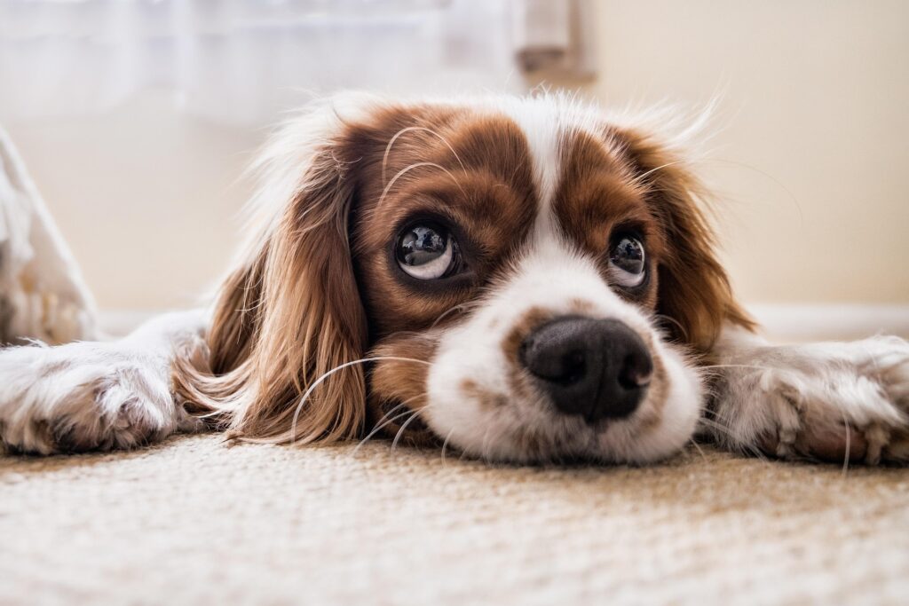 Best Dog Breeds for First Time Owner