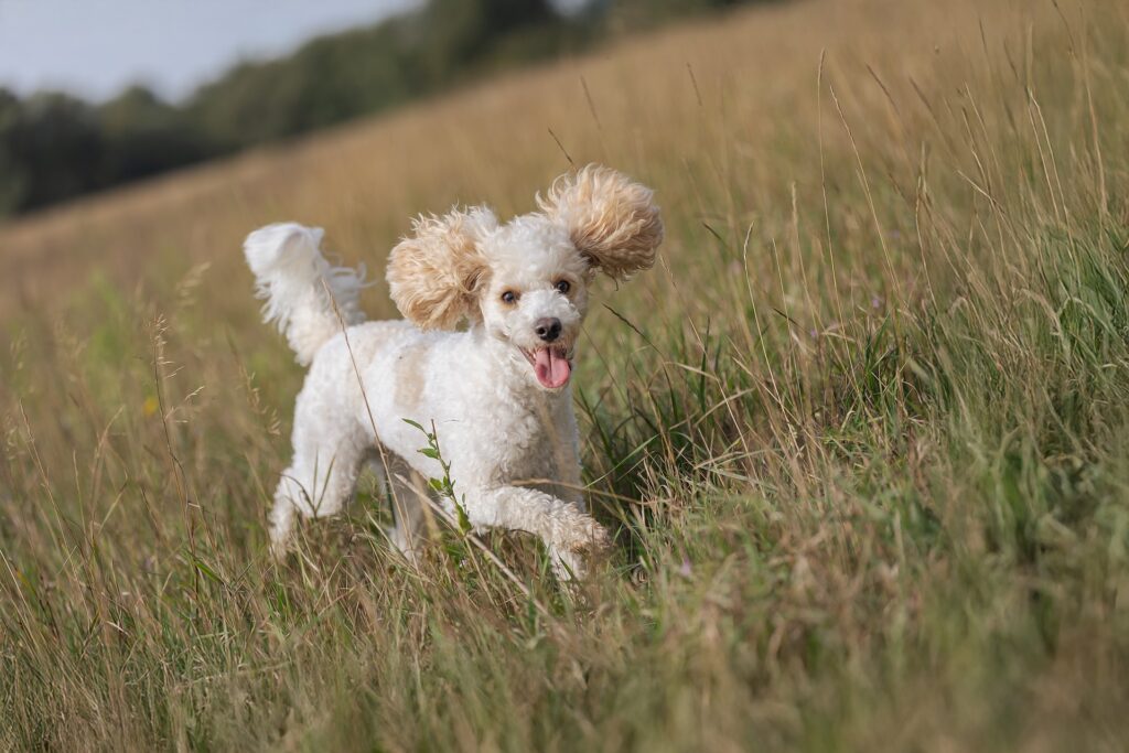 Best Dog Breeds for First Time Owner