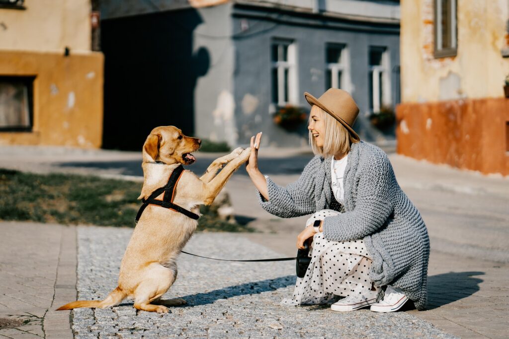 Best Dog Breeds for First Time Owner