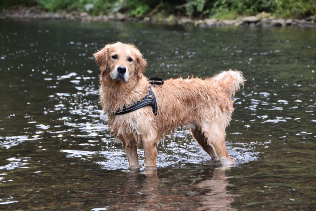 Best Dog Breeds for First Time Owner