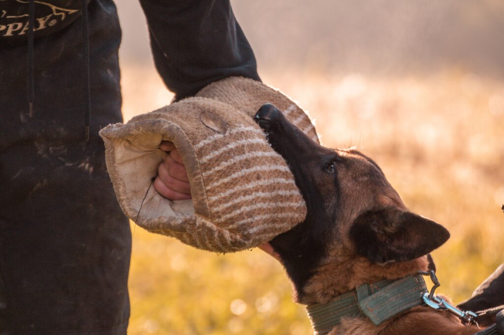 How to Stop a Puppy from Biting 