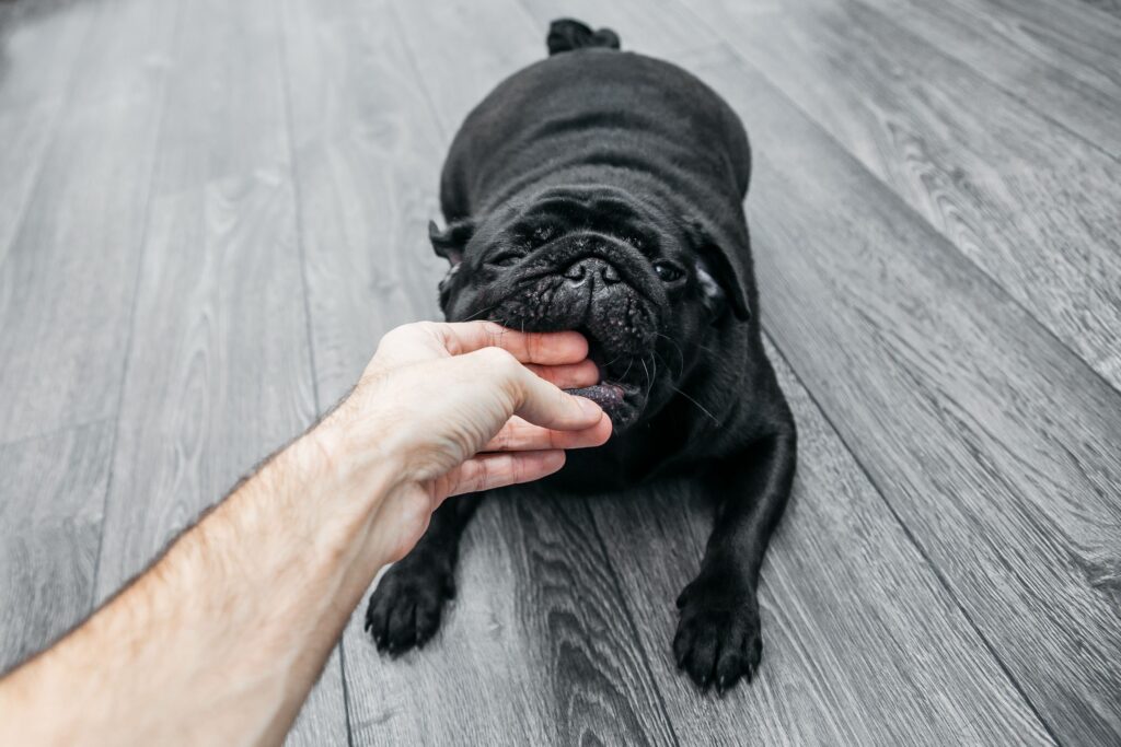 How to Stop a Puppy from Biting 