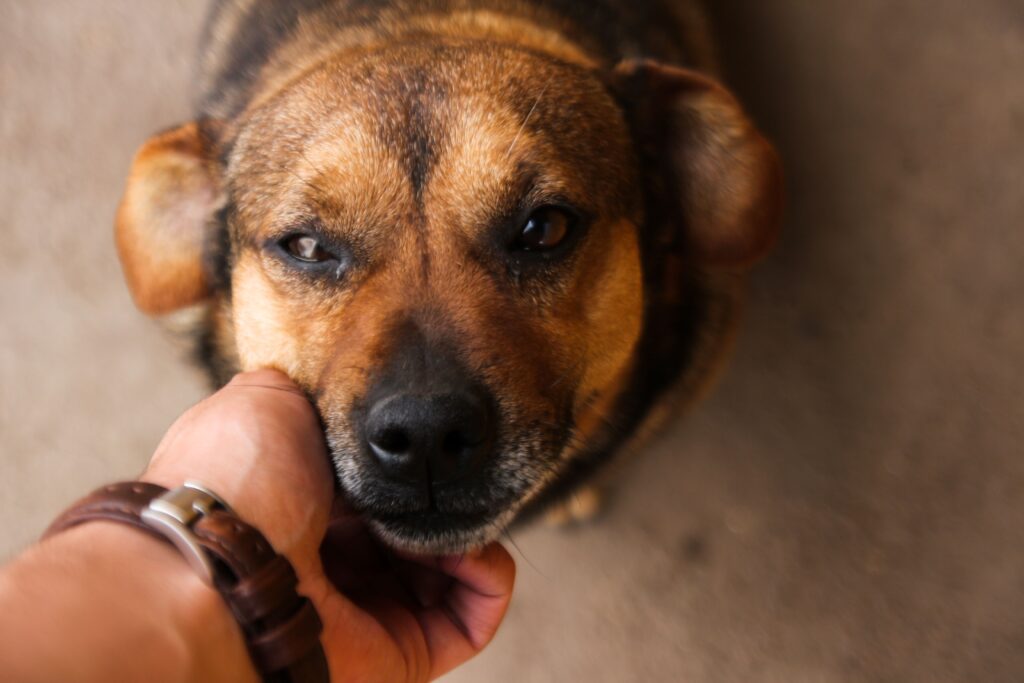 How to Stop a Puppy from Biting 