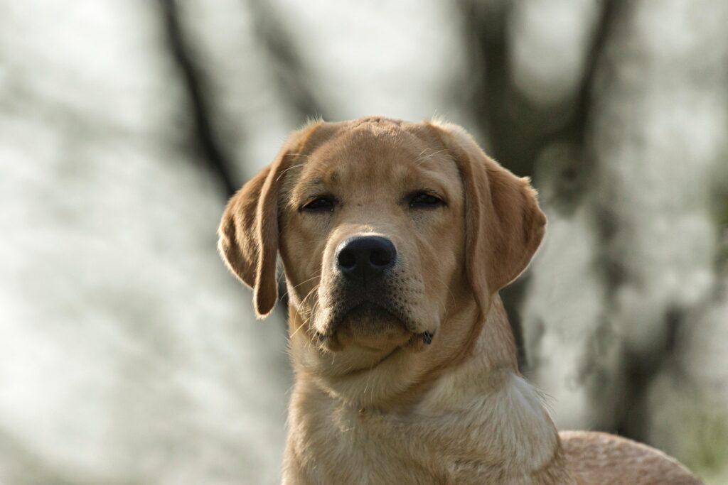 Best Dog Breeds for First Time Owner
