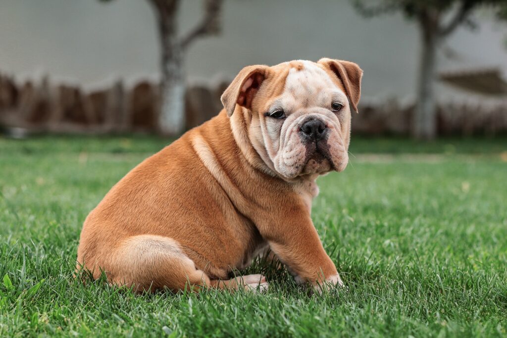 Signs Your Puppy Is Mentally Bored 