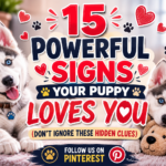 15 Powerful Signs Your Puppy Loves You