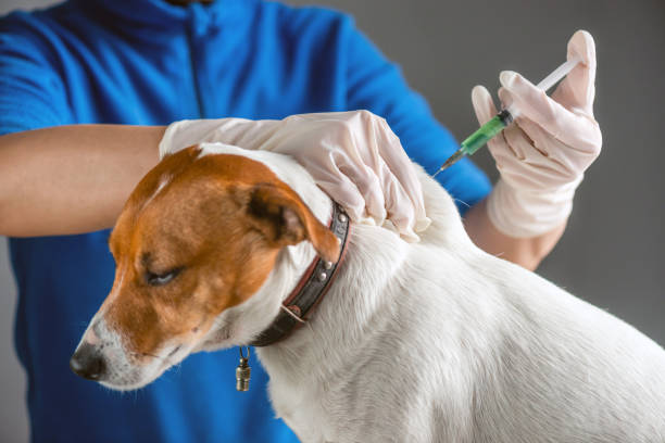 Puppy Vaccination Schedule