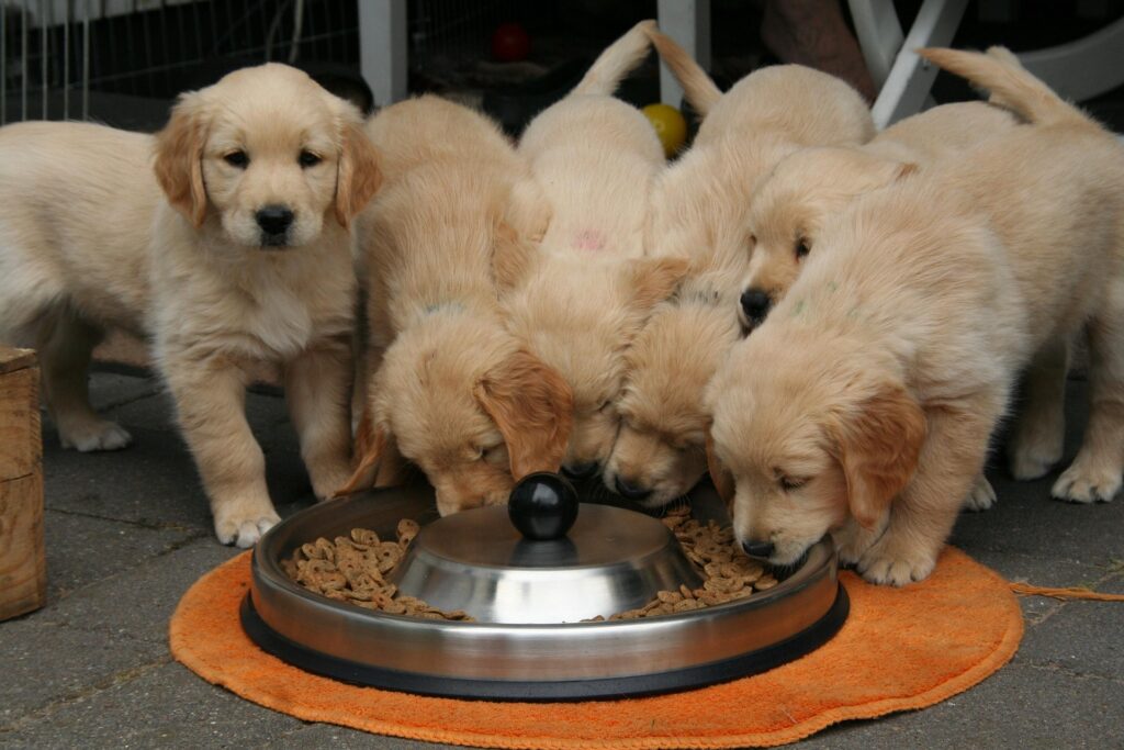 Best Dog Food for Puppies in 2026