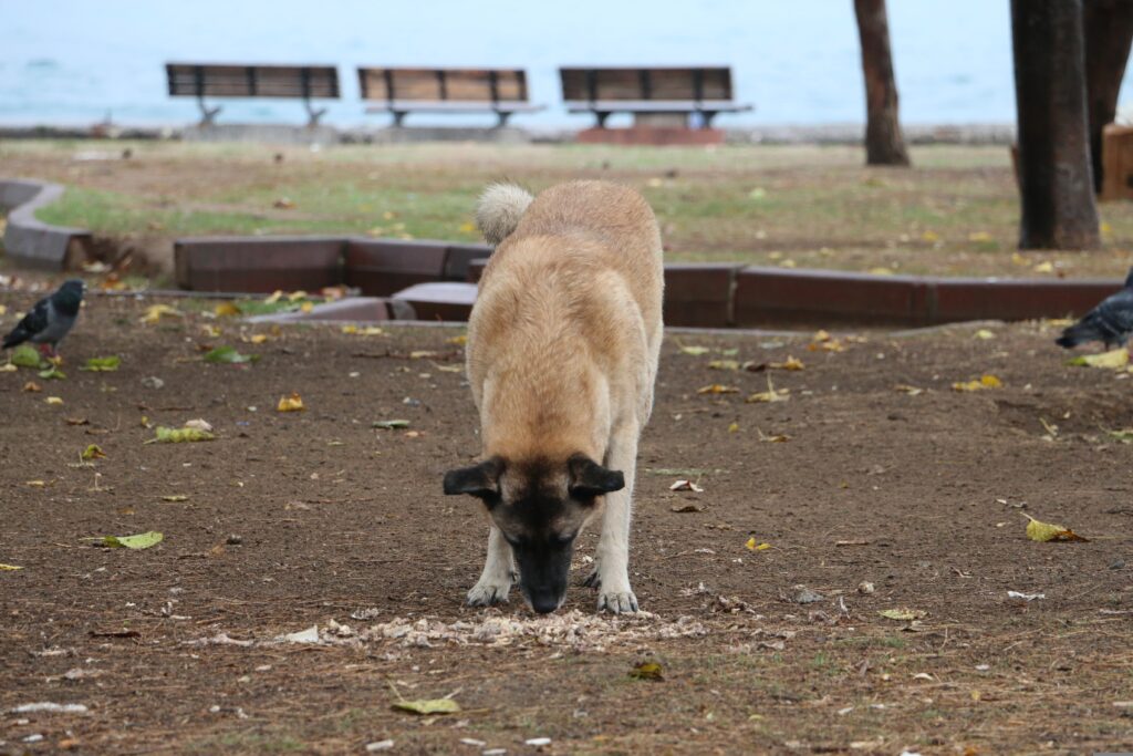 Why Is My Puppy Eating Mulch and Dirt?