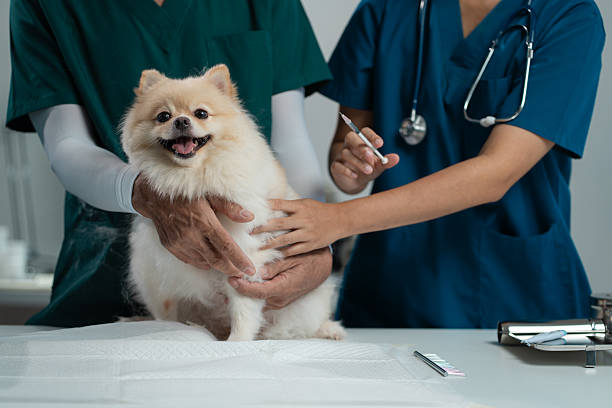 Puppy Vaccination Schedule
