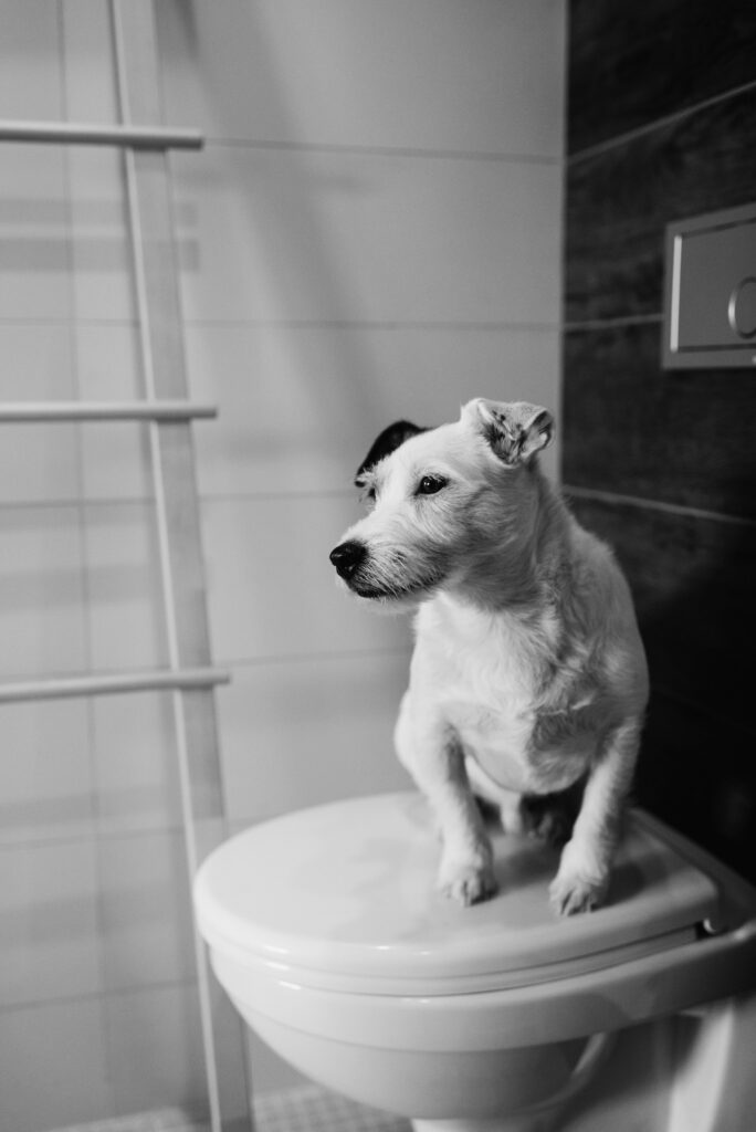 Potty Training a Puppy in 7 Days