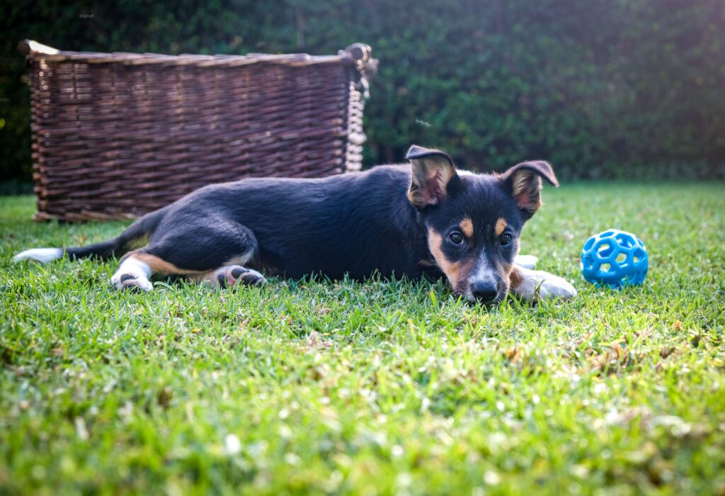 Potty Training a Puppy in 7 Days