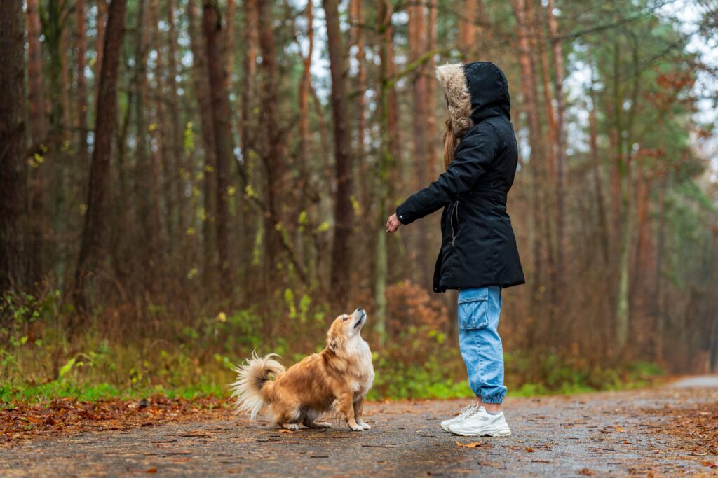 Potty Training a Puppy in 7 Days