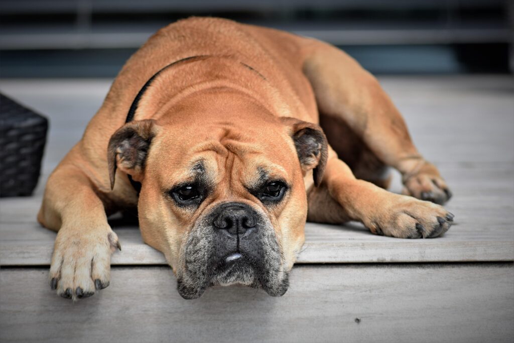 Signs Your Puppy Is Mentally Bored 