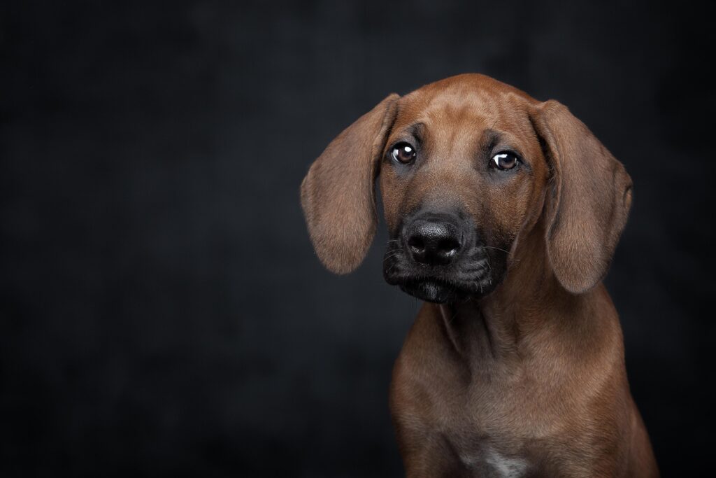 Signs Your Puppy Is Mentally Bored 
