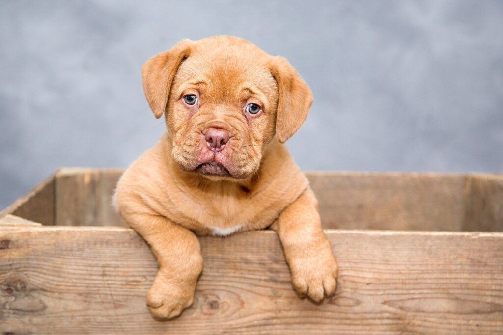Signs Your Puppy Is Mentally Bored 