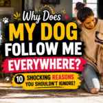 Why Does My Dog Follow Me Everywhere? 10 Shocking Reasons You Shouldn’t Ignore