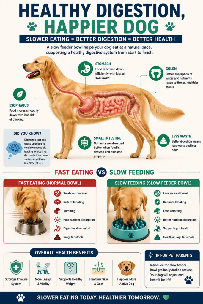 10 Best Slow Feeder Dog Bowls for Fast Eaters (2026)
